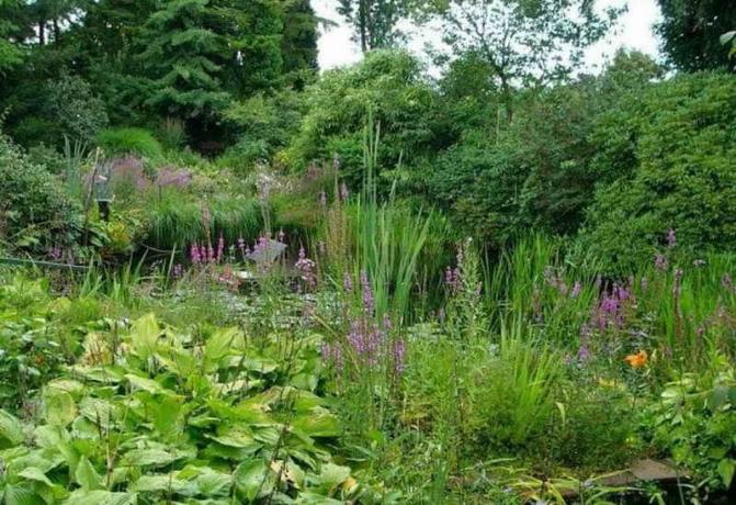 Jardin dans un style naturel: jardin de rajeunissement terrain - jardiniers Conseils