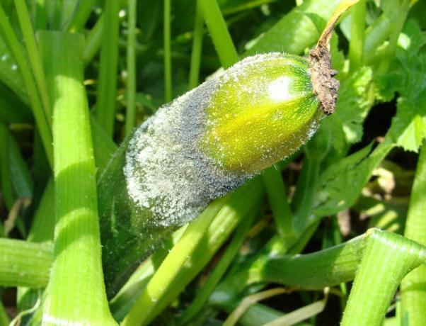 Pourquoi pourrir les courgettes ovaire et ce qu'il faut faire