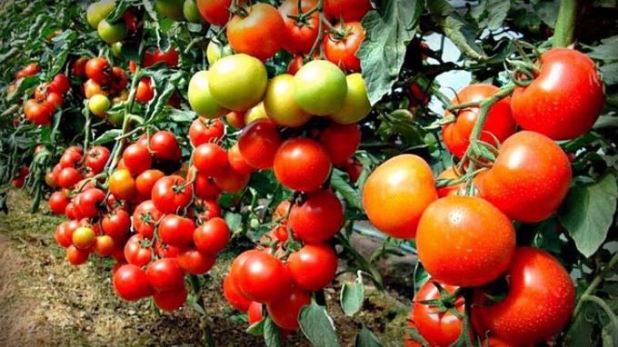 La méthode de la vieille grand-mère sans chimie, ce qui a permis d'augmenter le nombre d'ovaires sur les tomates