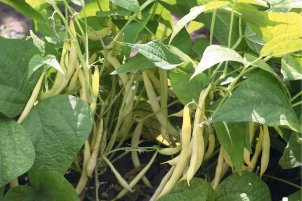 Les secrets de la culture des haricots dans le jardin, avec lequel vous pouvez obtenir une bonne récolte