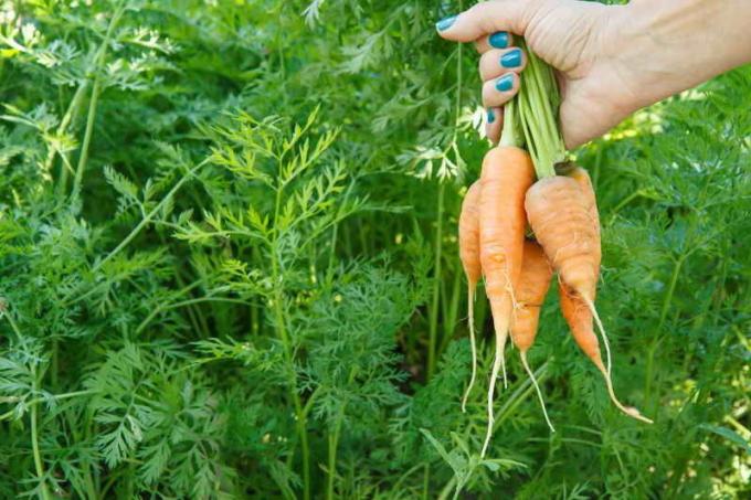 Secrets de soins pour les carottes