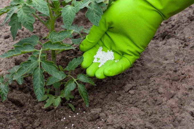 tomates fertiliser. Illustration pour un article est utilisé pour une licence standard © ofazende.ru