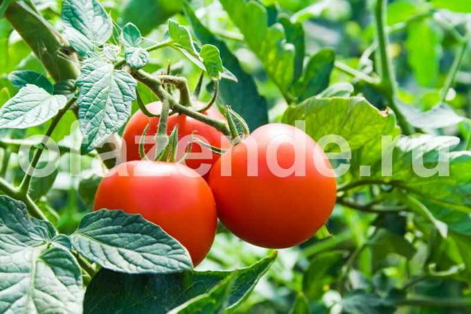 Les tomates aux prunes bleues en hiver