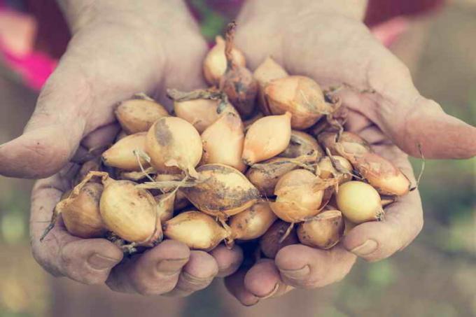 Le choix des variétés d'oignons pour la plantation d'automne. Illustration pour un article est utilisé pour une licence standard © ofazende.ru