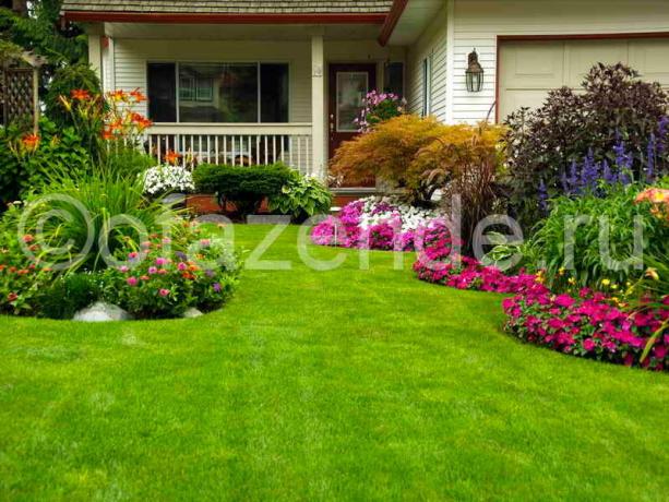 Pelouse Blooming devant la maison de ses propres mains: jardiniers Conseils