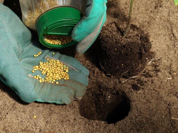 tomates fertiliser. Illustration pour un article est utilisé pour une licence standard © ofazende.ru