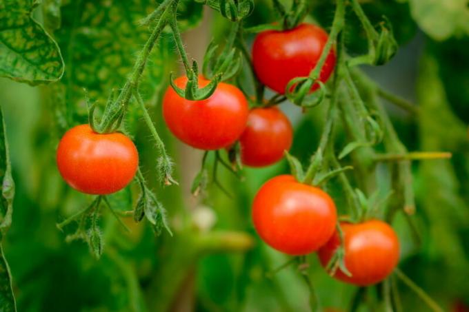 tomates récolte. Illustration pour un article est utilisé pour une licence standard © ofazende.ru