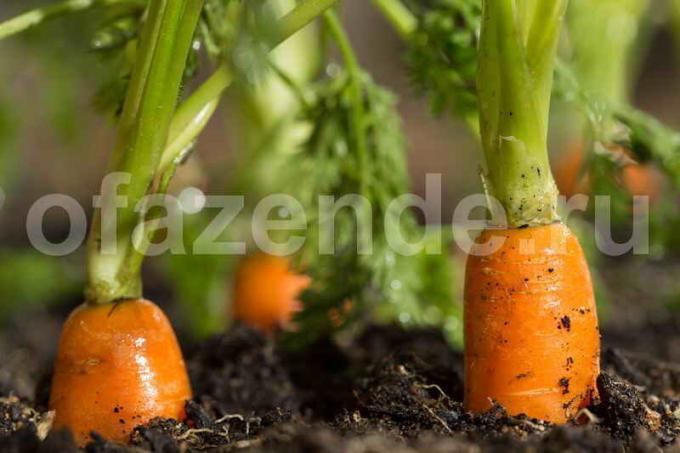 Les carottes - grands pour la culture des fraises depuis. Illustration pour un article est utilisé pour une licence standard © ofazende.ru