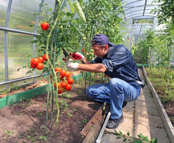 Que faire avec les feuilles de tomate - coupé ou congé sur un buisson?