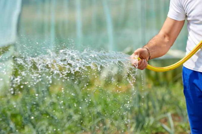 Arrosage des concombres en serre (Photo utilisée sous la licence standard © de ofazende.ru)