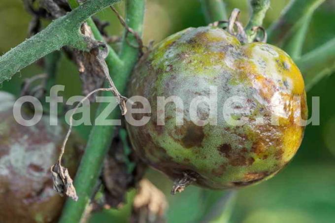  mildiou sur les tomates. Illustration pour un article est utilisé pour une licence standard © ofazende.ru