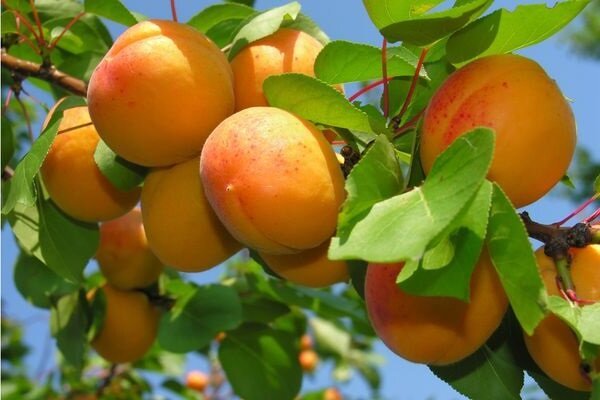 Comment cultiver l'abricot et d'obtenir une bonne récolte