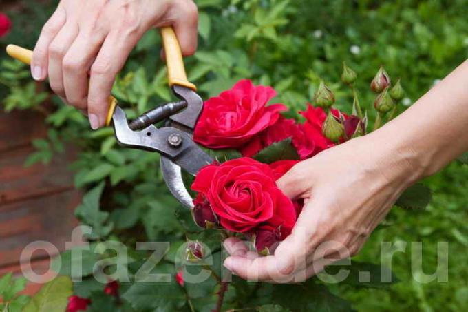 roses (photo pruning utilisée sous la licence standard © de ofazende.ru)