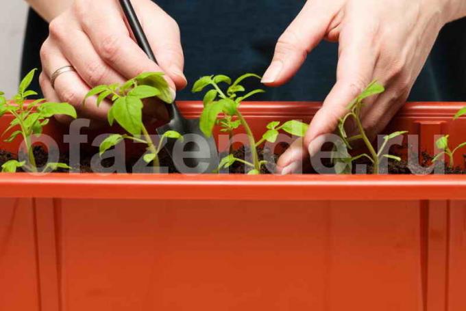 plants de tomates. Illustration pour un article est utilisé pour une licence standard © ofazende.ru