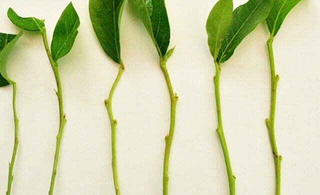 Expérience personnelle: comment propager les plantes boutures vert trudnoukorenyaemye