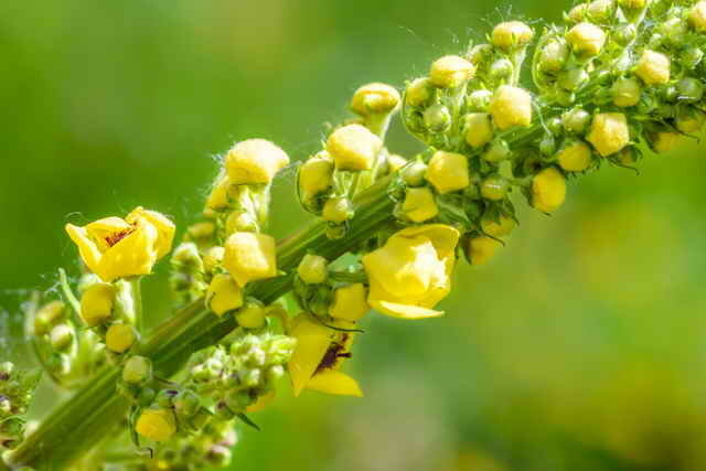 Semi-persistant vivace à fleurs jaunes