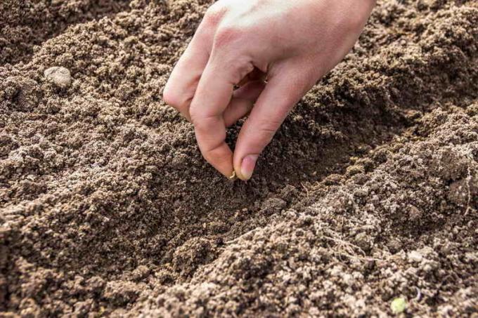 Fatigué de la carotte mince? Un moyen efficace de carottes de plantation!