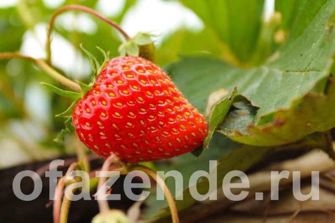 Dix caractéristiques de la culture des fraises en plein champ