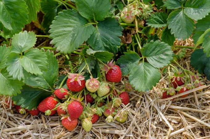 La récolte de fraises. Illustration pour un article est utilisé pour une licence standard © ofazende.ru
