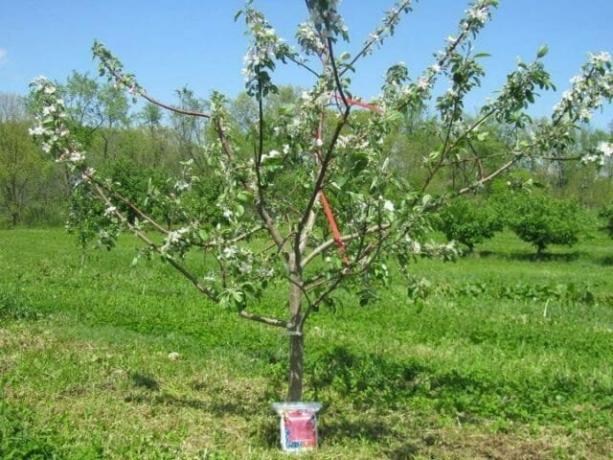 L'arbre de pomme de trois ans. Blooms, mais pas les fruits