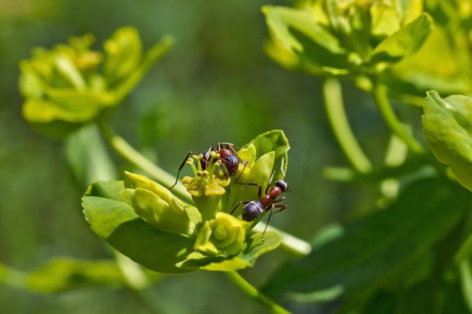 Les fourmis avec des ailes: qui ils sont et comment traiter avec eux?