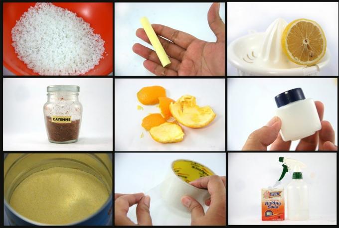 Sur la photo: sel, craie, citron, poivre, écorces d'orange, gelée de pétrole, eau vinaigrée, scotch, soda - des remèdes improvisés pour les fourmis.