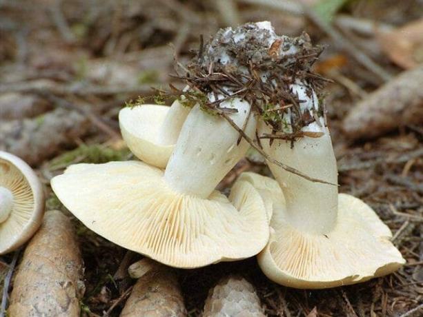 blewits toxiques