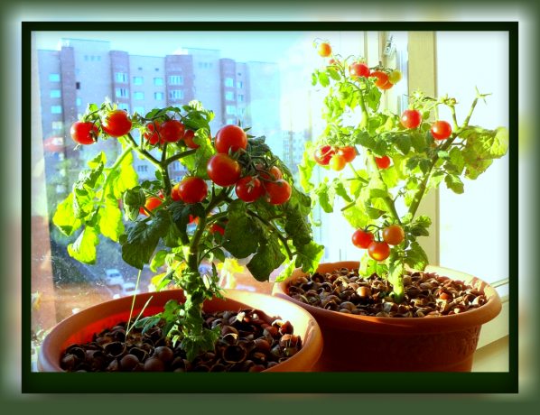 Comment faire pousser des tomates dans un pot de fleurs que vous pourrez vous régaler de tomates savoureuses droite de la fenêtre