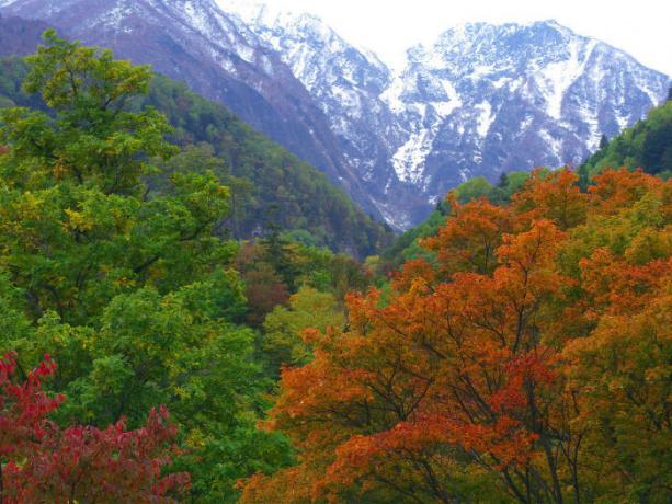 Leurs forêts de regret japonais.