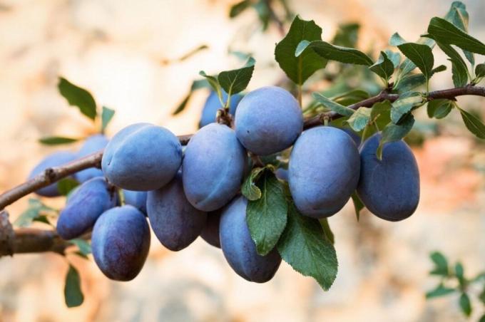 Comment faire pousser des prunes, pour toujours obtenir une bonne récolte