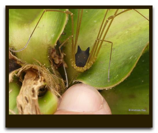 Dans la forêt, a trouvé un insecte étrange comme une araignée avec la tête d'un chien. Comment il est dangereux pour un homme. + Live Video photo