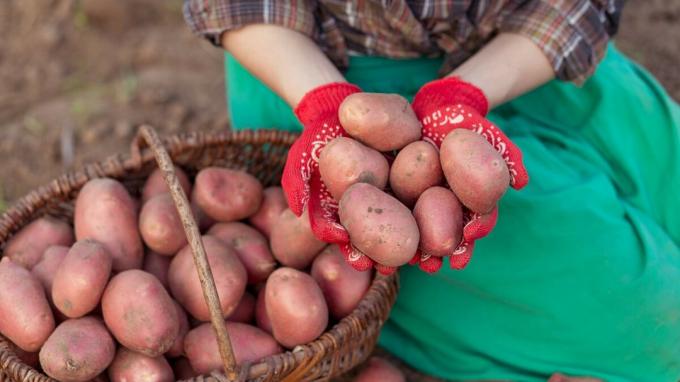 Pommes de terre rouge écarlate