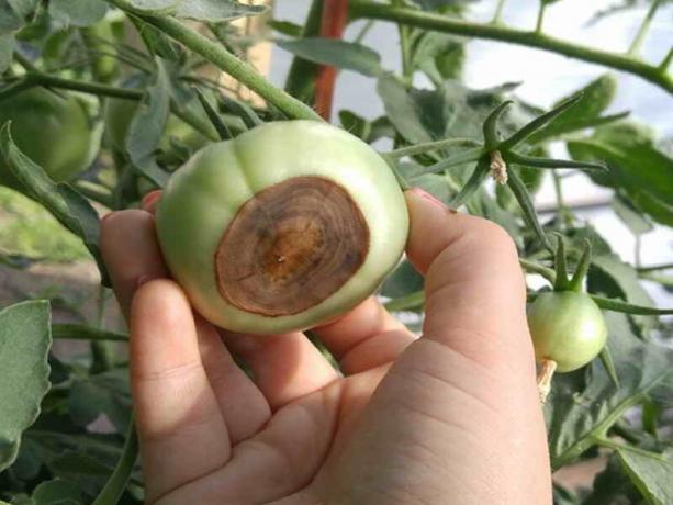 Comment prévenir la formation des parcelles végétales de pourriture apicale des tomates