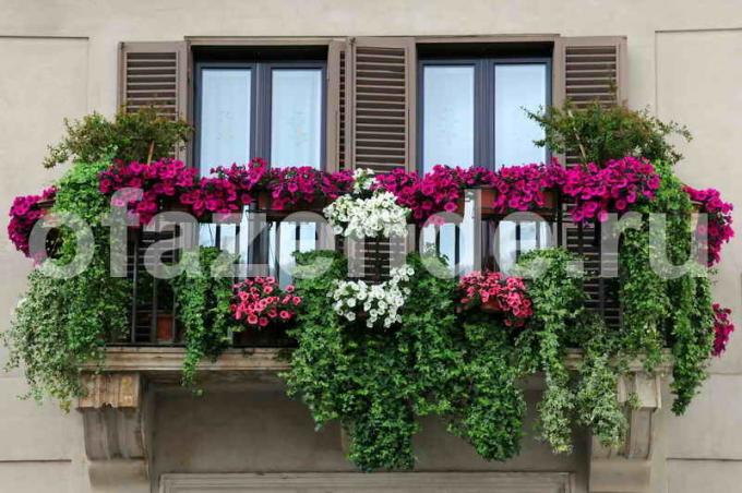 Jardin fleuri sur le balcon avec ses mains: Conseils jardiniers