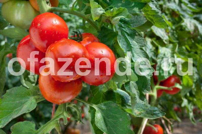 Les variétés précoces de tomates. Illustration pour un article est utilisé pour une licence standard © ofazende.ru