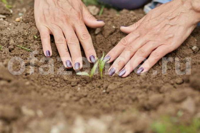 Quand et comment les poivrons de plantes dans le sol