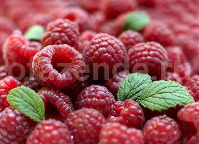 Framboises coupées maintenant recueillies au large, mais les connaissances