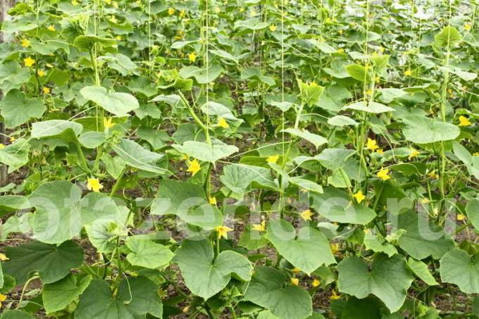 Plantons des concombres en serre (photo utilisée sous la licence standard © ofazende.ru)