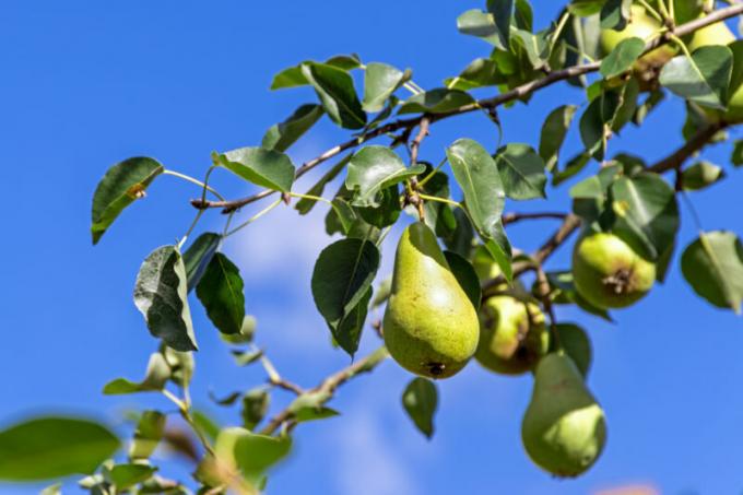 Pourquoi tomber l'ovaire et le fruit de la pomme, prune, cerise et d'autres arbres