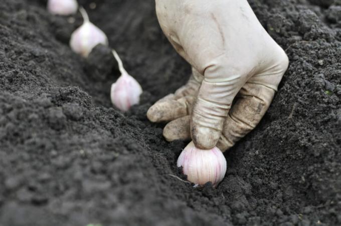 Les jardiniers doivent connaître les règles de la plantation de l'ail avant l'hiver. Illustration pour un article est utilisé pour une licence standard © ofazende.ru