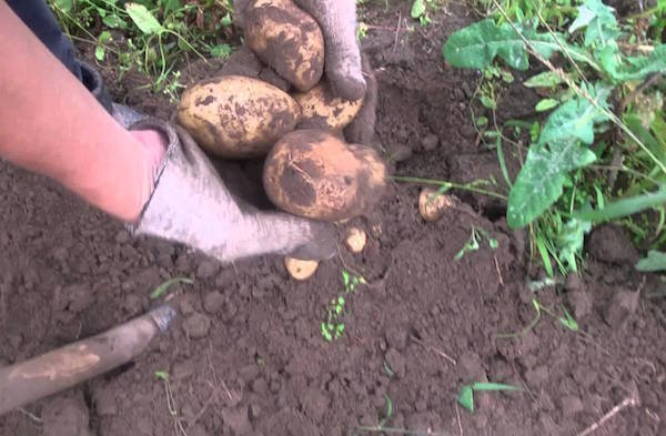 5 erreurs pendant le stockage de pommes de terre, qui peut détruire la culture