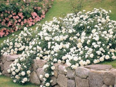 roses couvre-sol comme plus partie de l'aménagement paysager