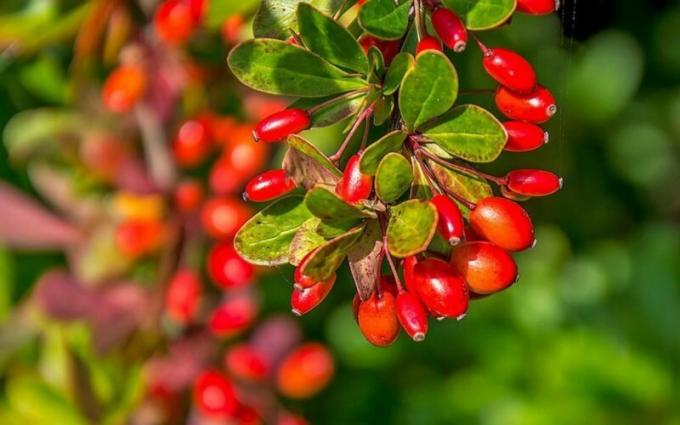 10 variétés de vinette, qui orneront votre jardin