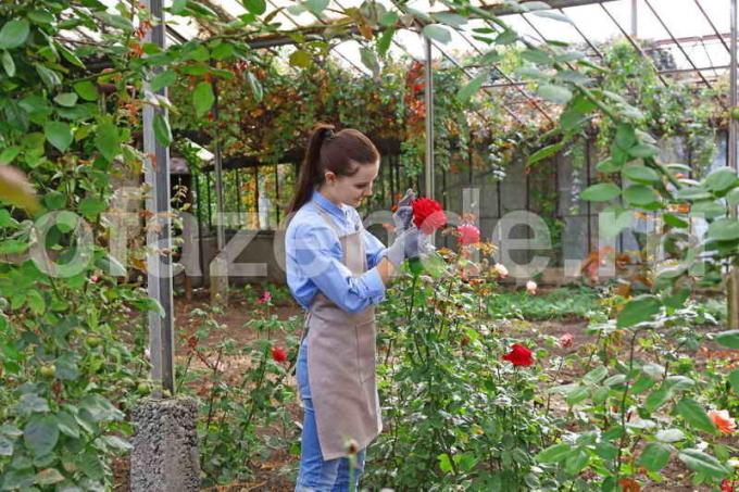 3 étapes à prendre soin de roses en été