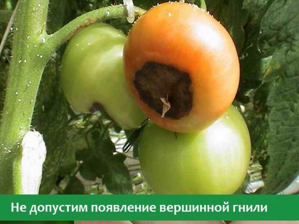 Brûlure de la fleur sur les tomates (Photo provenant de sources Internet ouvertes)