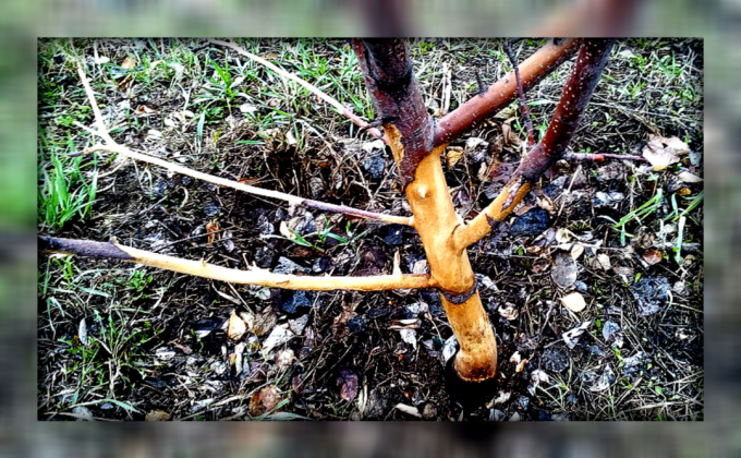 Conseils jardinier expérimenté: Comment sauvegarder et restaurer vos arbres fruitiers endommagés par des rongeurs