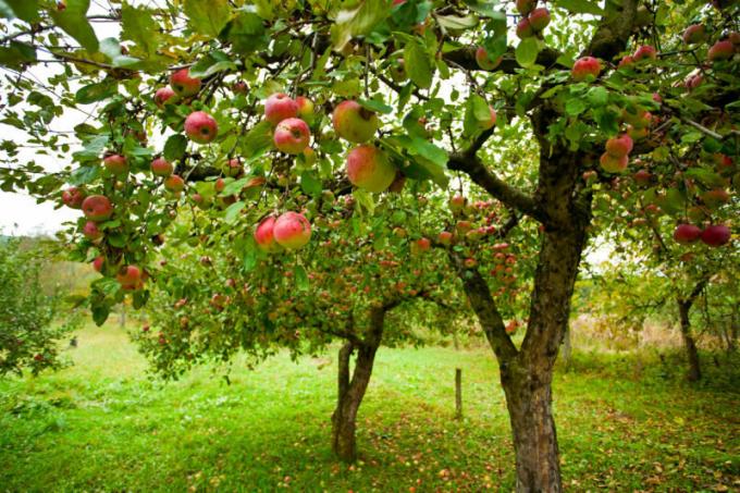 De nombreux jardiniers sont confrontés à un tel problème, lorsque les pommes pourrissent sur les pommes. Illustration pour un article est utilisé pour une licence standard © ofazende.ru