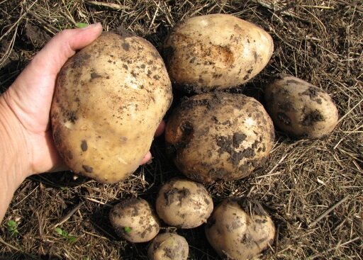 Comme je cultive des pommes de terre sur sa terre, et toujours obtenir une bonne récolte
