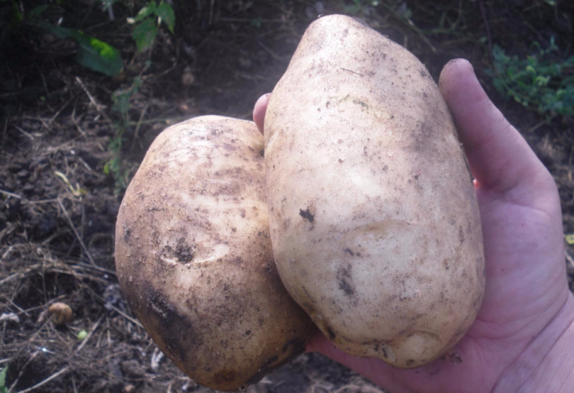 les pommes de terre de grade "Lasunok"