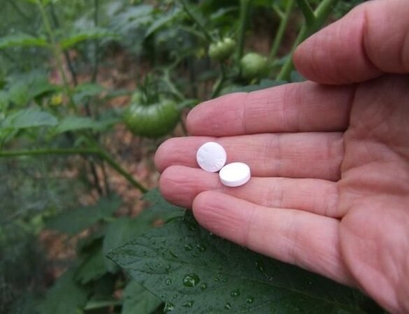 Comment augmenter la productivité et les plantes de traiter contre l'oïdium en utilisant l'aspirine